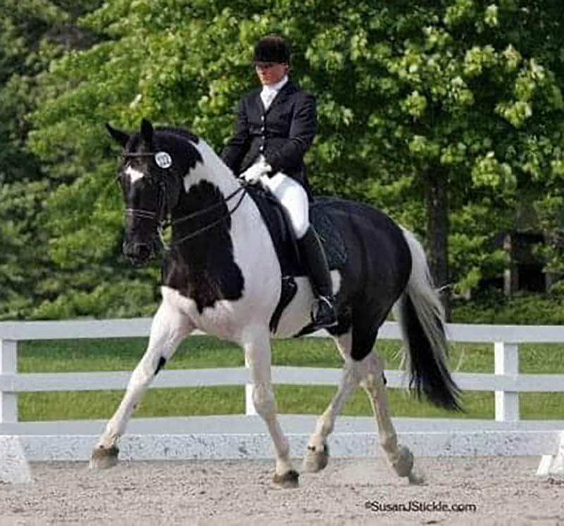 Decadent Art - Coloured dressage Stallion